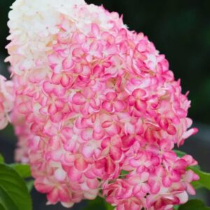 Гортензия метельчатая Пинк энд Роуз (Hydrangea paniculata PINK & ROSE)