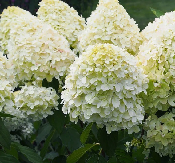 Гортензия метельчатая Меджикал Матерхорн (Hydrangea paniculata MAGICAL MATTERHORN) — изображение 2