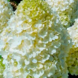 Гортензия метельчатая Меджикал Матерхорн (Hydrangea paniculata MAGICAL MATTERHORN)