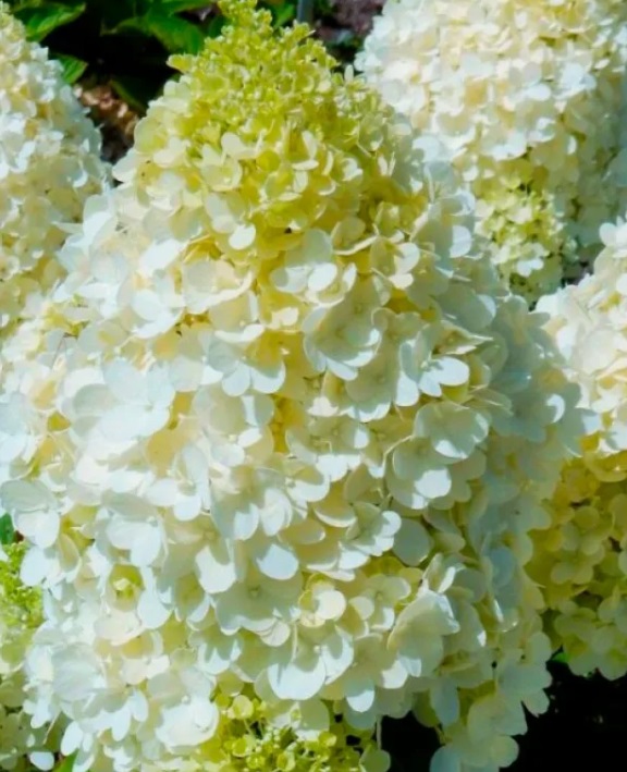 Гортензия метельчатая Меджикал Матерхорн (Hydrangea paniculata MAGICAL MATTERHORN)