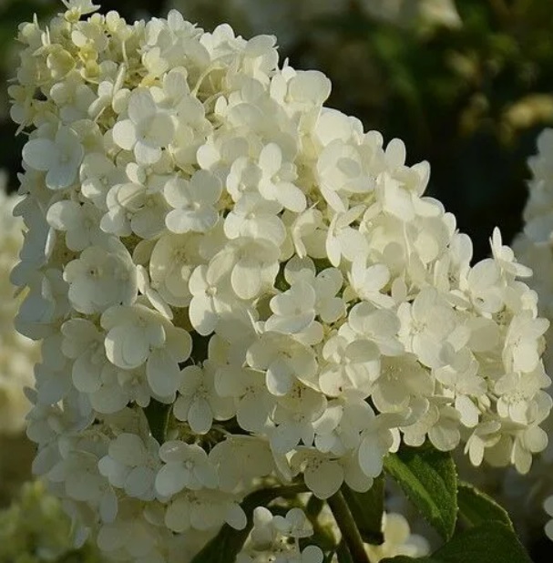 Гортензия метельчатая Меджикал Матерхорн (Hydrangea paniculata MAGICAL MATTERHORN) — изображение 3