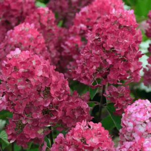 Гортензия метельчатая Самарская Лидия (Hydrangea paniculata “Samarskya Lydia”/ “Rensam”/ “ Framboisine”)