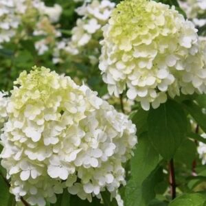Гортензия метельчатая Полярный Медведь (Hydrangea paniculata POLAR BEAR)
