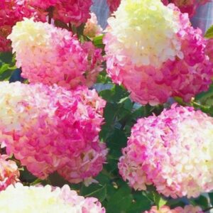Гортензия метельчатая Строберри Блоссом (Hydrangea paniculata STRAWBERRY BLOSSOM)