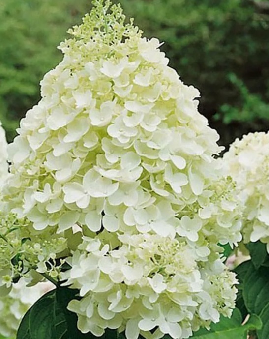 Гортензия метельчатая Сильвер Доллар (Hydrangea paniculata SILVER DOLLAR) — изображение 3