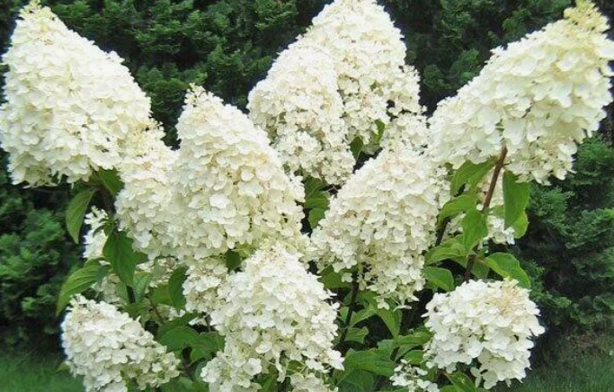 Гортензия метельчатая Сильвер Доллар (Hydrangea paniculata SILVER DOLLAR) — изображение 2