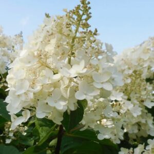 Гортензия метельчатая Сильвер Доллар (Hydrangea paniculata SILVER DOLLAR)