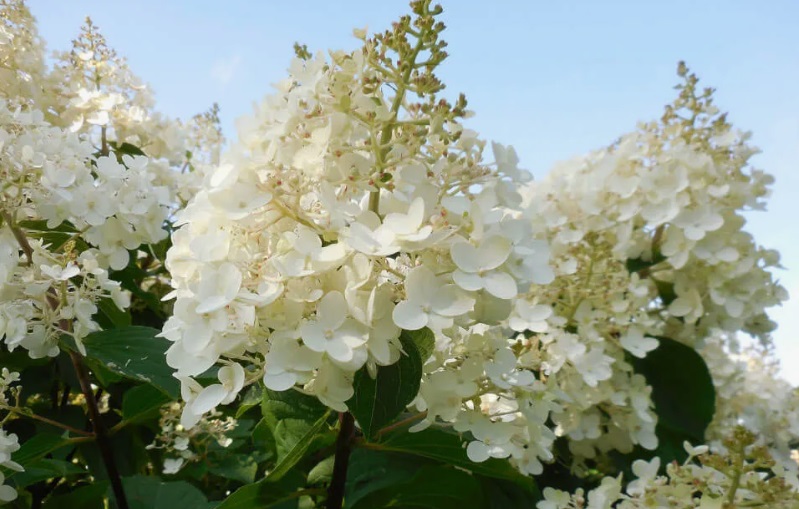 Гортензия метельчатая Сильвер Доллар (Hydrangea paniculata SILVER DOLLAR)