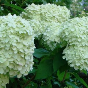 Гортензия метельчатая Меджикал Килиманджаро (Hydrangea paniculata MAGICAL KILIMANDJARO)