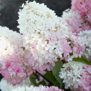 Гортензия метельчатая Распберри Пинк (Hydrangea paniculata RASPBERRY PINK)