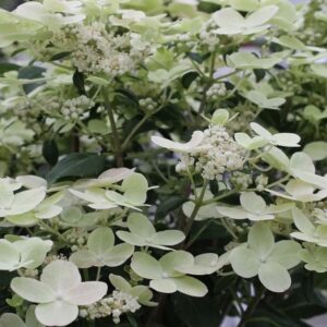 Гортензия метельчатая Полестар/Свич Офелия НОВИНКА (Hydrangea paniculata Polestar/Switch Ophelia)