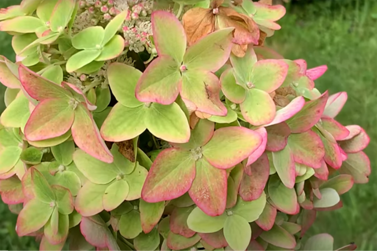 Гортензия метельчатая Металлика МЕГА НОВИНКА (Hydrangea paniculata Metallica) — изображение 2