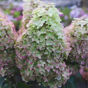 Гортензия метельчатая Металлика МЕГА НОВИНКА (Hydrangea paniculata Metallica)
