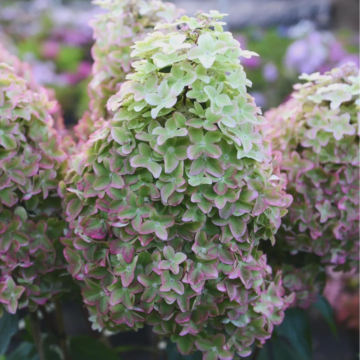 Гортензия метельчатая Металлика МЕГА НОВИНКА (Hydrangea paniculata Metallica)