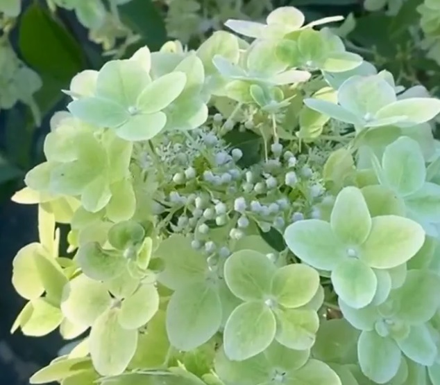 Гортензия метельчатая Металлика МЕГА НОВИНКА (Hydrangea paniculata Metallica) — изображение 3
