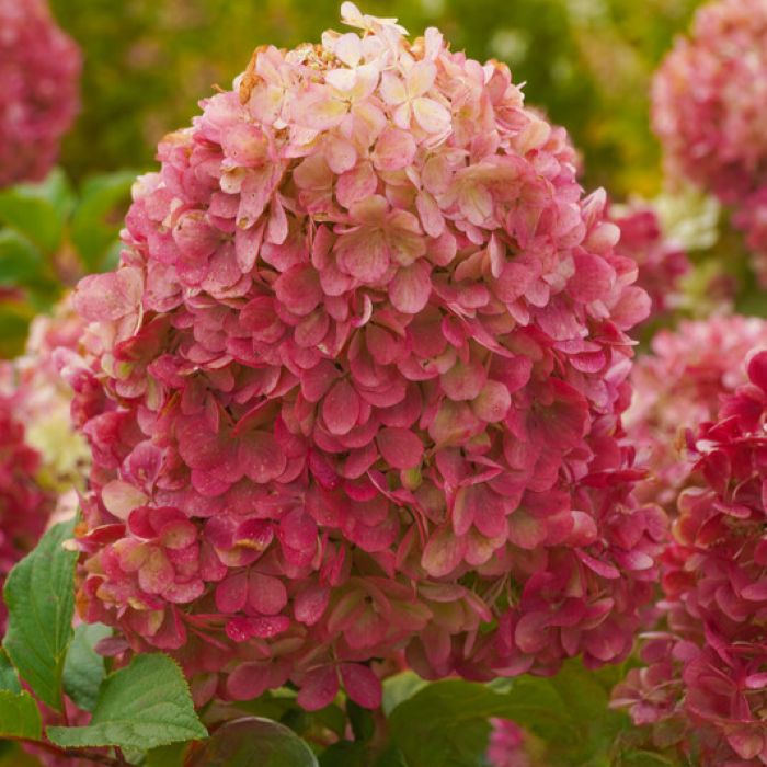 Гортензия метельчатая Краса Лесково НОВИНКА (Hydrangea paniculata Krasa Leskovo) — изображение 2