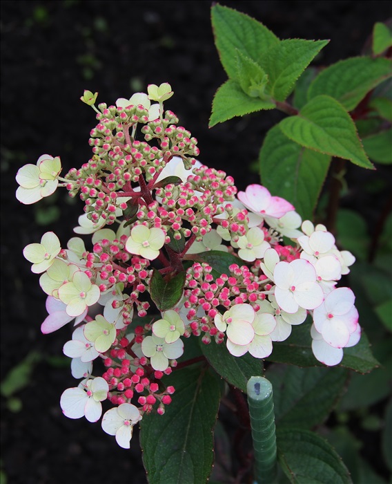 Гортензия метельчатая Краса Лесково НОВИНКА (Hydrangea paniculata Krasa Leskovo) — изображение 3