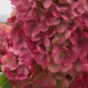 Гортензия метельчатая Краса Лесково НОВИНКА (Hydrangea paniculata Krasa Leskovo)