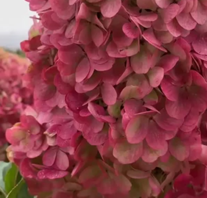 Гортензия метельчатая Краса Лесково НОВИНКА (Hydrangea paniculata Krasa Leskovo)