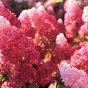 Гортензия метельчатая Фрейз Мельба (Hydrangea paniculata `Fraise Melba`/ 'Renba')