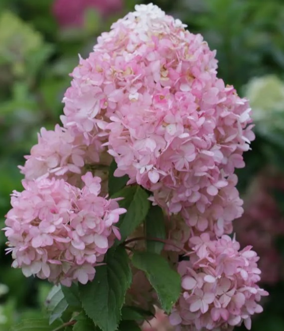 Гортензия метельчатая Пинкачу НОВИНКА (Hydrangea paniculata Pinkachu) — изображение 2