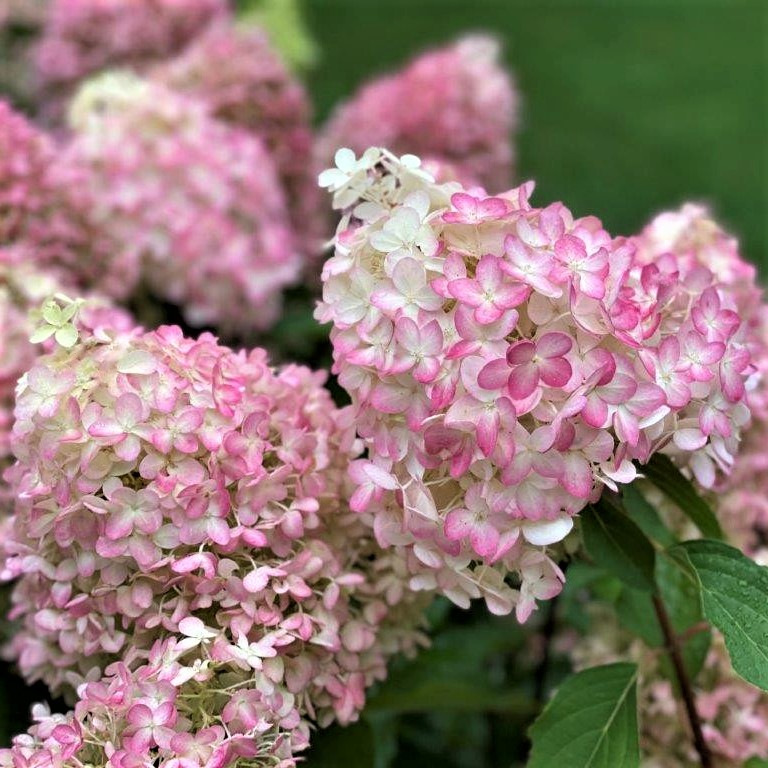 Гортензия метельчатая Пинкачу НОВИНКА (Hydrangea paniculata Pinkachu)