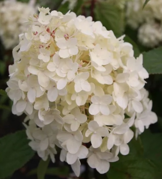 Гортензия метельчатая Пинкачу НОВИНКА (Hydrangea paniculata Pinkachu) — изображение 3