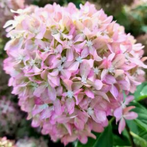 Гортензия метельчатая ПИКСИО НОВИНКА (Hydrangea pan.Pixio)