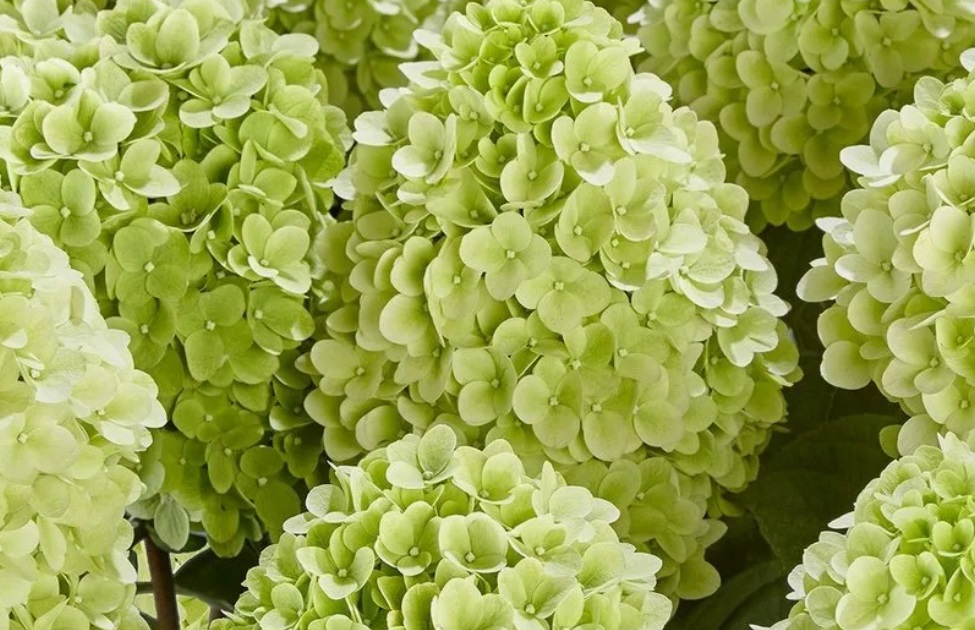 Гортензия метельчатая ПАНЕНКА (Hydrangea paniculata Panenka) — изображение 3