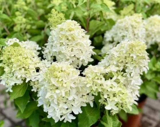 Гортензия метельчатая ПАНЕНКА (Hydrangea paniculata Panenka) — изображение 2