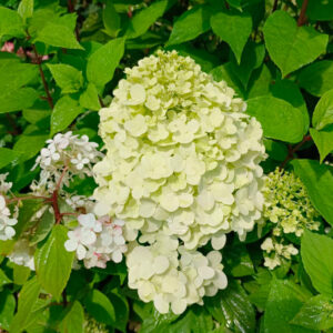 Гортензия метельчатая ПАНЕНКА (Hydrangea paniculata Panenka)