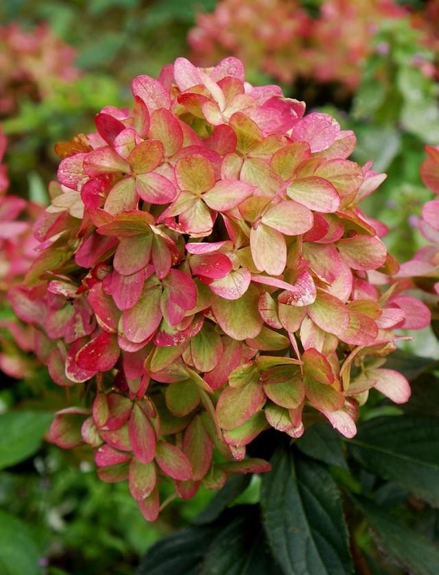 Гортензия метельчатая Граффити (Hydrangea paniculata Graffiti) — изображение 3