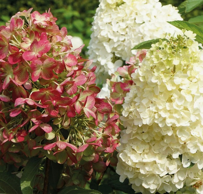 Гортензия метельчатая Граффити (Hydrangea paniculata Graffiti) — изображение 2