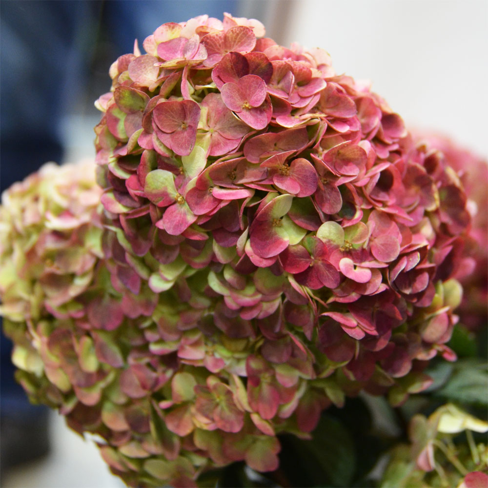 Гортензия метельчатая Граффити (Hydrangea paniculata Graffiti)