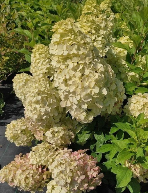 Гортензия метельчатая Геркулес (Hydrangea paniculata Hercules)