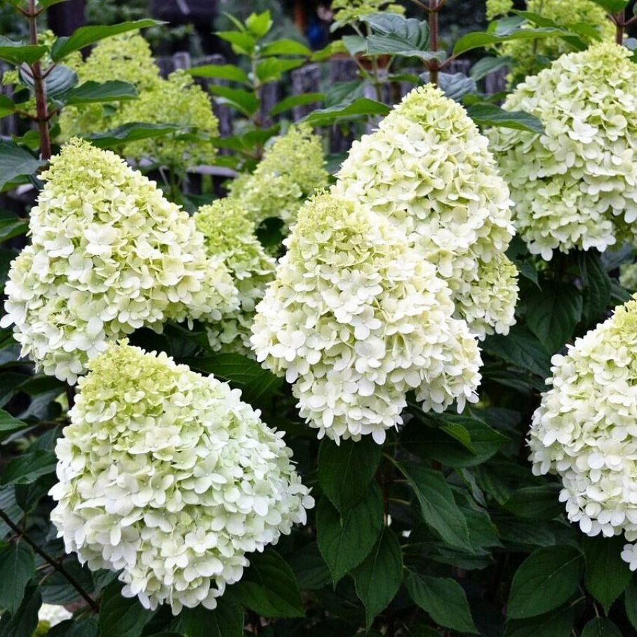 Гортензия метельчатая Геркулес (Hydrangea paniculata Hercules) — изображение 3