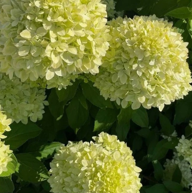 Гортензия метельчатая Би Грин/Би Джи НОВИНКА (Hydrangea paniculata BG/Be Green) — изображение 2