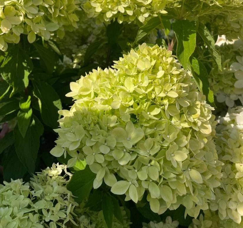 Гортензия метельчатая Би Грин/Би Джи НОВИНКА (Hydrangea paniculata BG/Be Green)