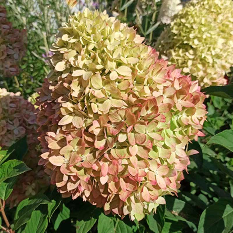 Гортензия метельчатая Би Грин/Би Джи НОВИНКА (Hydrangea paniculata BG/Be Green) — изображение 3
