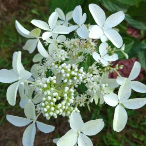 Гортензия метельчатая Стар Роуз (Hydrangea paniculata Star Rose)