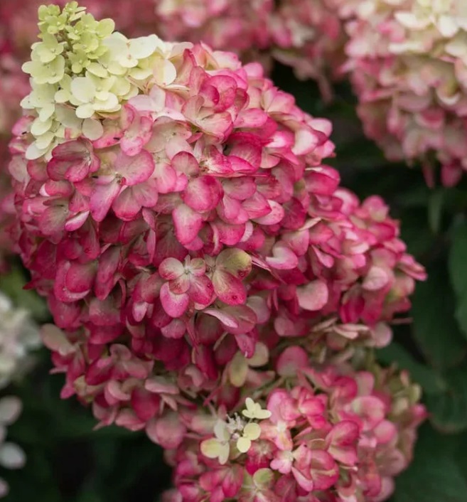 Гортензия метельчатая Колорфул Коктейль НОВИНКА (Hydrangea paniculata Colourful Cocktail) — изображение 3