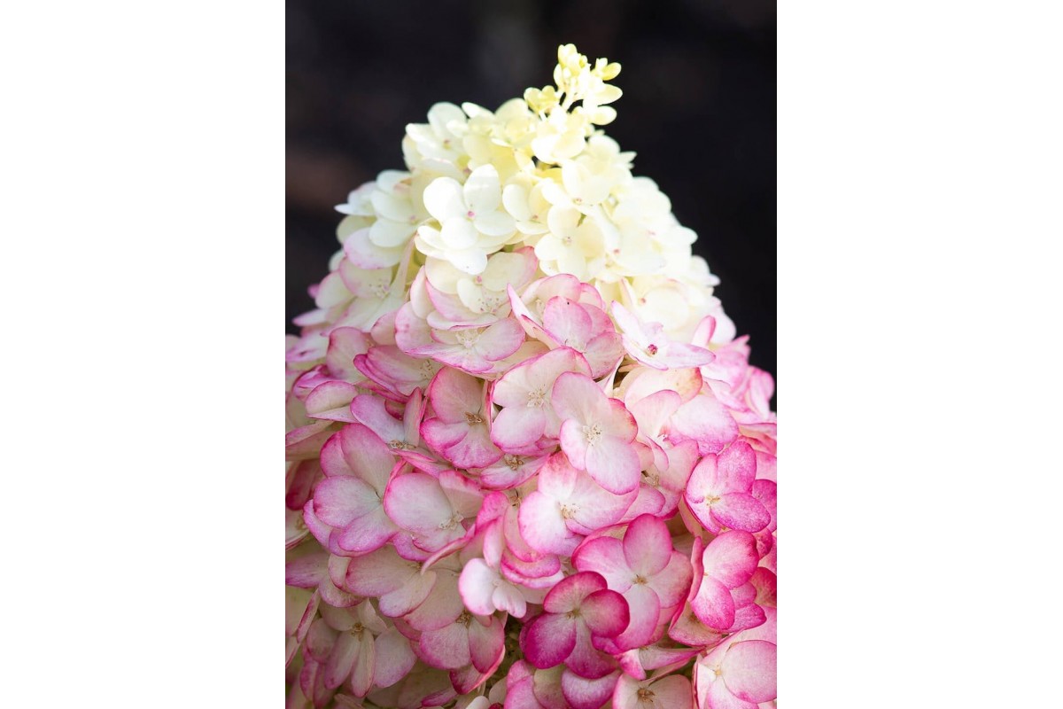 Гортензия метельчатая Колорфул Коктейль НОВИНКА (Hydrangea paniculata Colourful Cocktail) — изображение 2