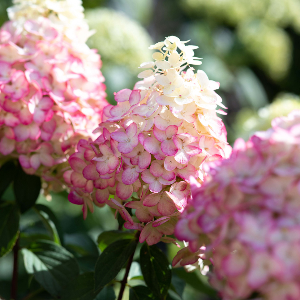 Гортензия метельчатая Колорфул Коктейль НОВИНКА (Hydrangea paniculata Colourful Cocktail)