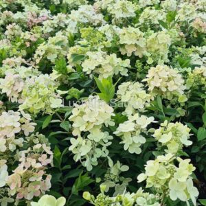 Гортензия метельчатая Панфлора (Hydrangea paniculata PANFLORA)