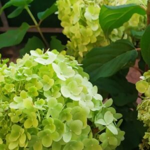 Гортензия метельчатая Пандора (Hydrangea paniculata PANDORA)