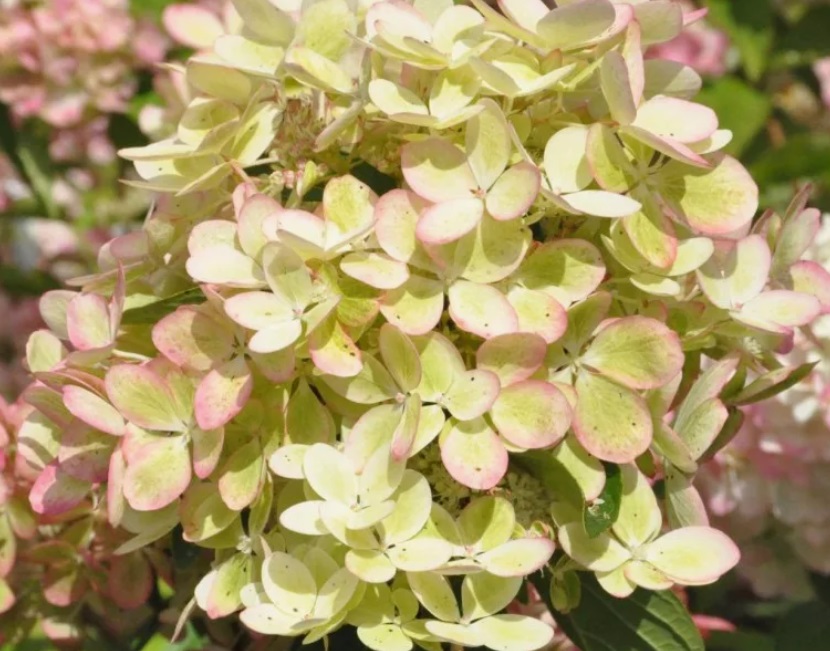 Гортензия метельчатая Пастель Грин (Hydrangea paniculata PASTEL GREEN/ Renxolor) — изображение 3