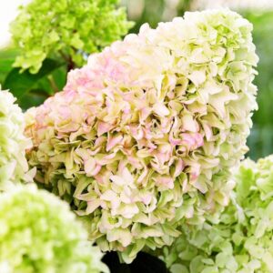 Гортензия метельчатая Литл Фрайз/ Литл Фреско (Hydrangea paniculata Little Fresco/ Little Fresco)