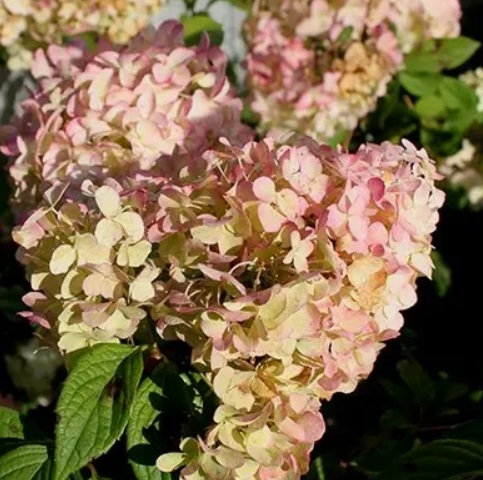 Гортензия метельчатая Пастель Грин (Hydrangea paniculata PASTEL GREEN/ Renxolor) — изображение 2