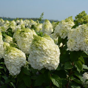 Гортензия метельчатая Мэджикал Монблан (Hydrangea paniculata Magical Mont Blanc)