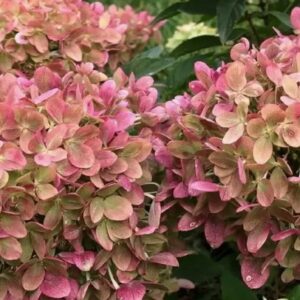 Гортензия метельчатая Пастель Грин (Hydrangea paniculata PASTEL GREEN/ Renxolor)
